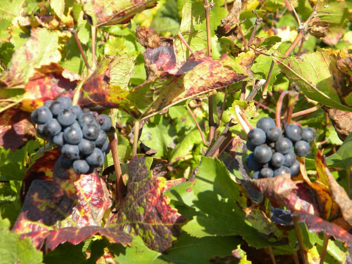 Le Jardin Des Chanceliers Beaune  Exterior foto